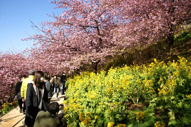 菜の花とさくら