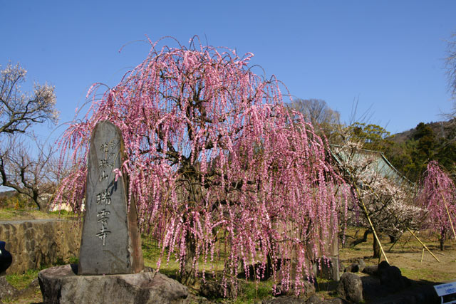 瑞雲寺紅しだれ