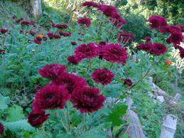 P1150215赤小菊.gif2009.11.6.gif