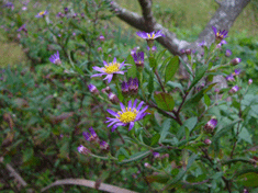 P1140882友禅菊.gif2009.10.17.gif