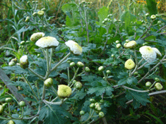 P1140893白い菊.gif2009.10.17.gif