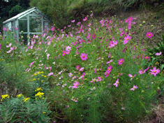 P1140873コスモス.gif2009.10.15.gif