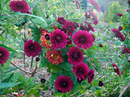 P1150236小菊.gif2009.11.6.gif