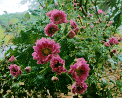 P1150090ピンク.gif2009.10.26.gif