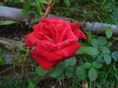 P1140868ばら.gif2009.10.14.gif