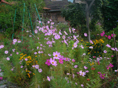 P1140869コスモス.gif2009.10.14.gif