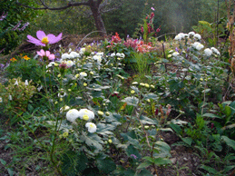 P1150065白い菊.gif2009.10.24.gif