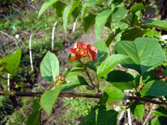 P1140884チヤニーズハット.gif2009.10.16.gif