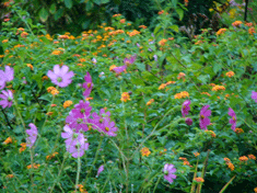 P1140756ランタナ.gif2009.10.12.gif