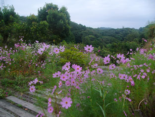 P1140749コスモス.jpg2009.10.3.jpg