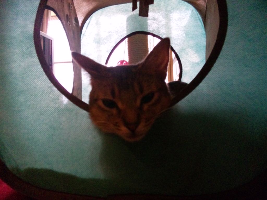 本日のロマネちゃん