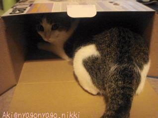 今からにゃにが？