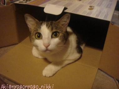 ここから見てますにゃ