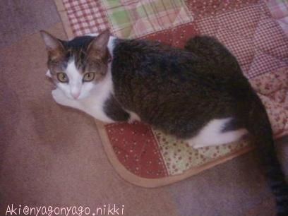 まってましたにゃ