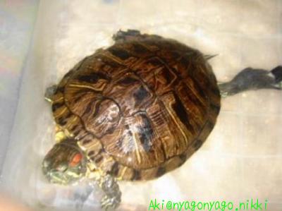 カメキチコからも♪