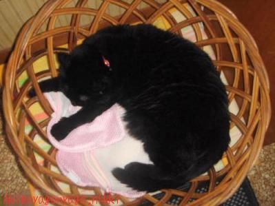 やめておこう・・