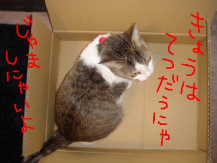 今日はじゃましにゃいよ