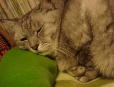 みいちゃん夢の中？？