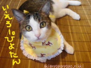 いえろ～ぴよたん