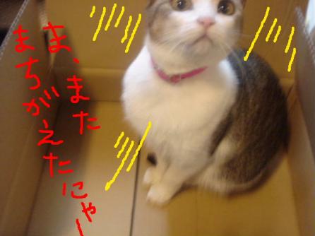 またまちがえたにゃ～