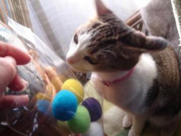 あそんでくれるんにゃよね？