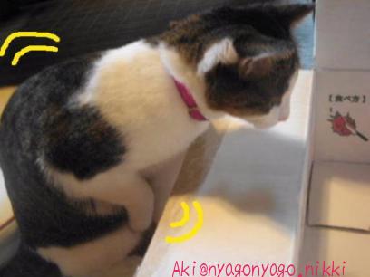 さっそくふりふり