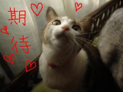 これがにゃんわ～顔