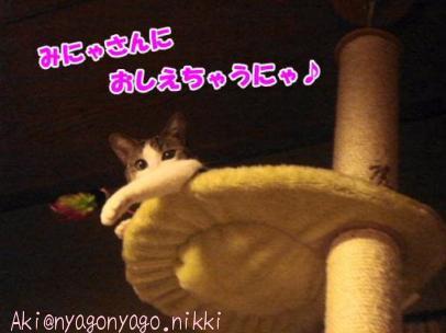 おしえちゃうにゃ♪