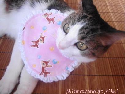 つけられちゃったにゃ