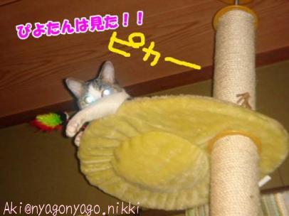 ぴよたんは見た！