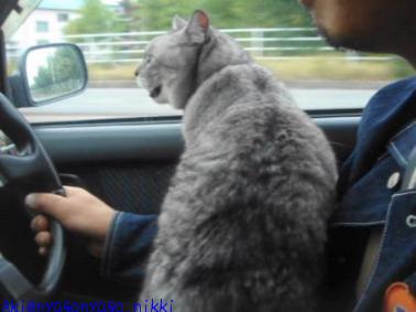 運転席で吠える！