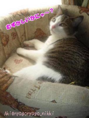 むずかしいかにゃ～