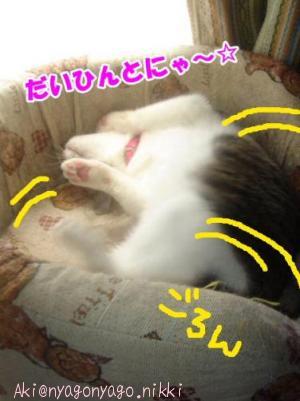 だいひんとにゃ～