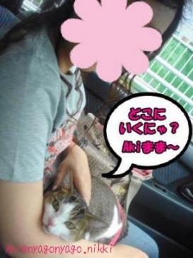 どこ行くにゃ？