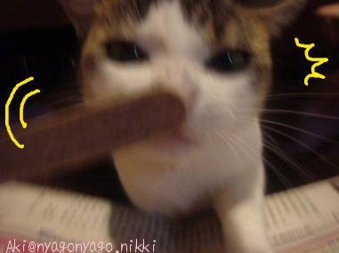 やすりですにゃ!