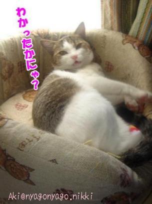 わかったかにゃ？