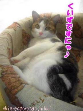 くいずですにゃ♪