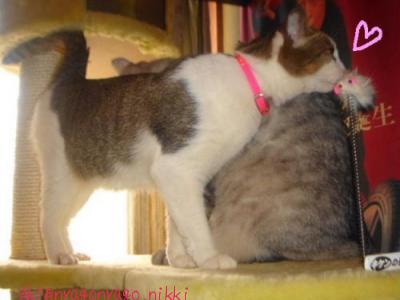 たどりつけましたにゃ