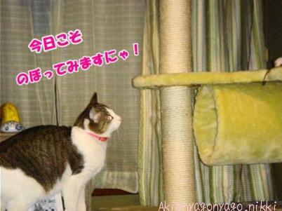 今日こそ・・・