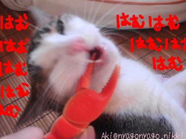 はむはむはむはむ