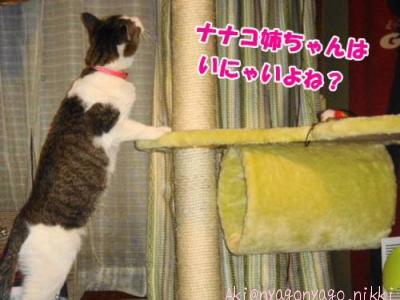 ナナコ姉ちゃんは？