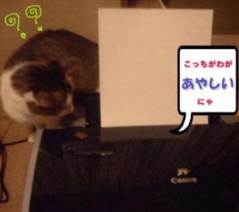 あやしいのはこっちと見たにゃ