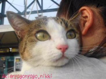 にゃでられたにゃ