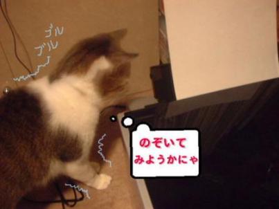 こわいけど、気になるにゃ