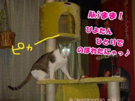 のぼれましたにゃ♪