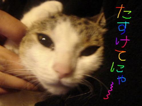 たすけてにゃ～