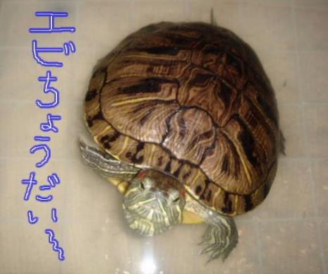 エビちょうだい～