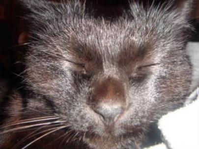 かわいいんだからー