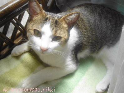 ひにゃたぼっこにゃ