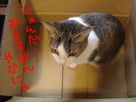 にゃんだ・・・